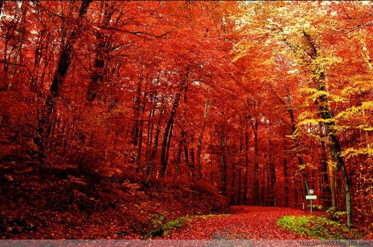 金色之秋,秋色宜人{描写秋的诗句-唯美图文}| 文