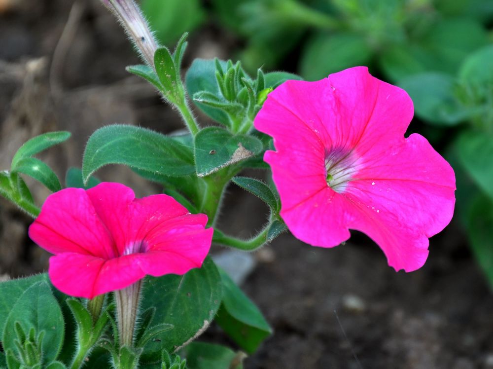 中校是什么级别 中校出来后工资大约多少