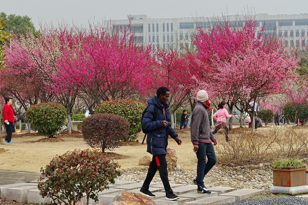 2018-03-04 江苏大学梅园赏梅