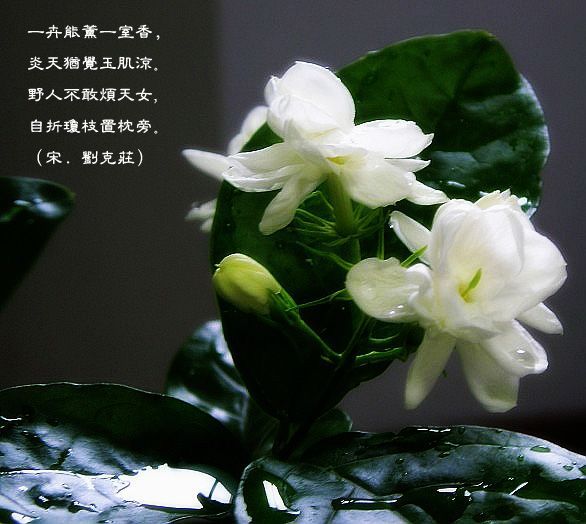 古筝茉莉芬芳下载_古筝720p