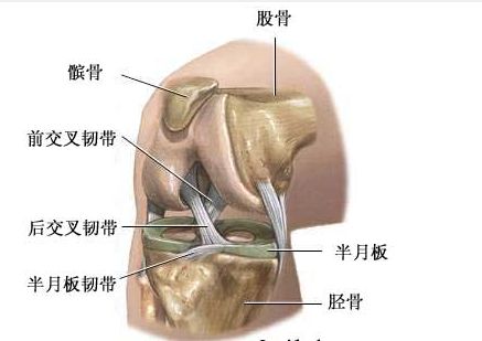 【经典】马拉松运动 <wbr>膝盖 <wbr>图解大全