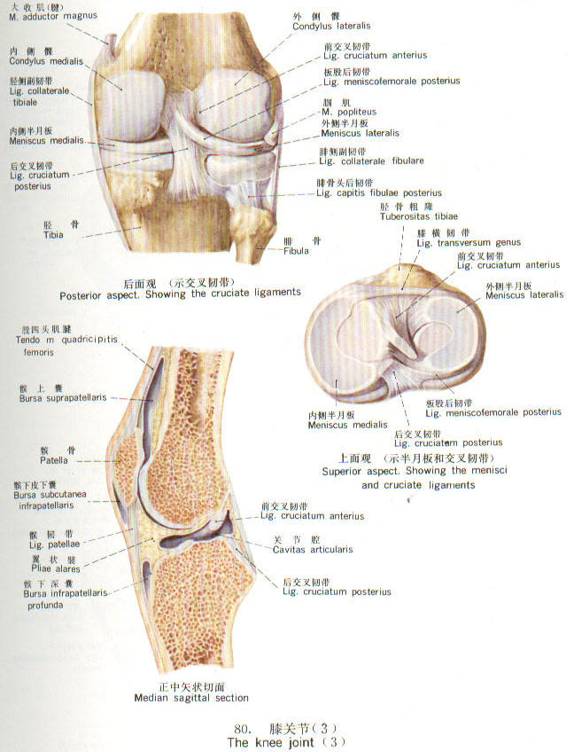 【经典】马拉松运动 <wbr>膝盖 <wbr>图解大全