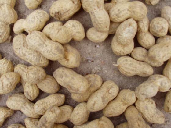 今天刚拍的部分秋季成熟的自家种的水果!| 美食